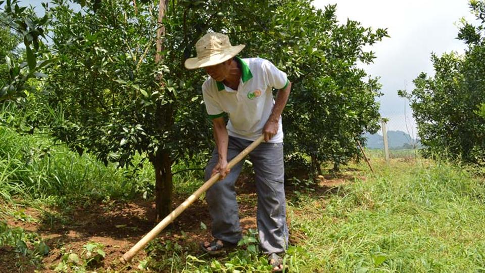 Hòa Bình: Quan tâm hỗ trợ hợp tác xã phát triển