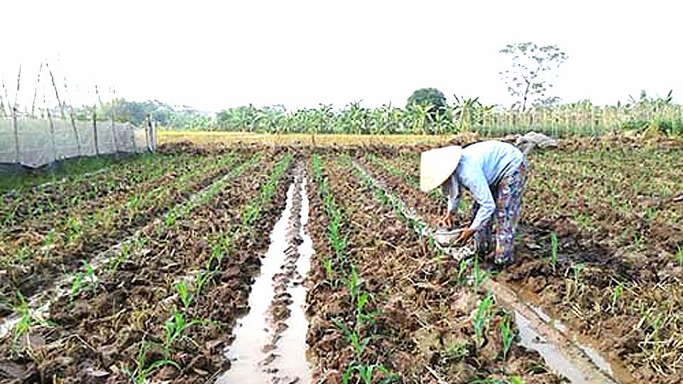 Dự báo thời tiết và thủy văn đêm 30-9 ngày 1-10-2020 trên địa bàn tỉnh Nam Định