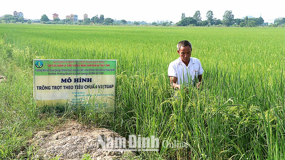 Làm giàu trên cánh đồng mẫu lớn