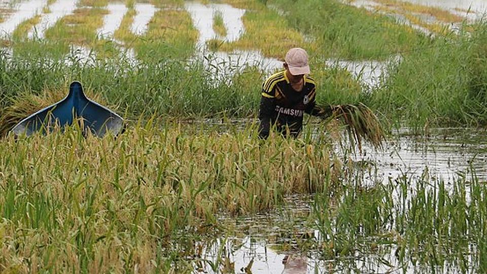 Cà Mau: Hơn 1.400ha lúa hè thu bị mất trắng
