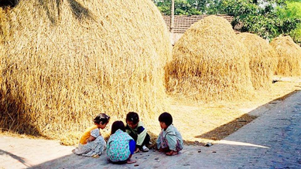 Nhớ hơi ấm bùi nhùi rơm