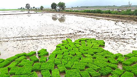 Một số yêu cầu kỹ thuật cơ bản khi sử dụng máy cấy lúa