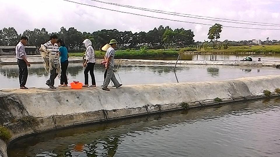 Một số biện pháp kỹ thuật nuôi cá rô phi đơn tính đực qua đông