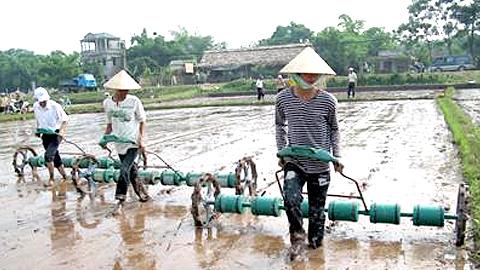 Kỹ thuật gieo thẳng lúa