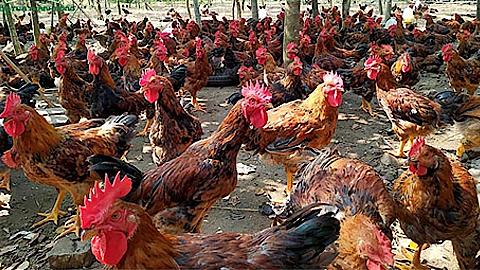 Phòng và trị bệnh ký sinh trùng đường máu ở gà