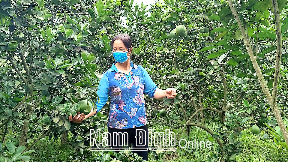 Làm giàu từ kinh tế VAC