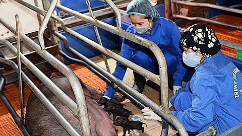 Nhân bản thành công lợn ỉ từ tế bào soma