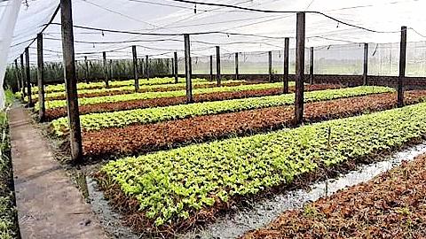 Lưu ý trồng rau màu trong nhà lưới