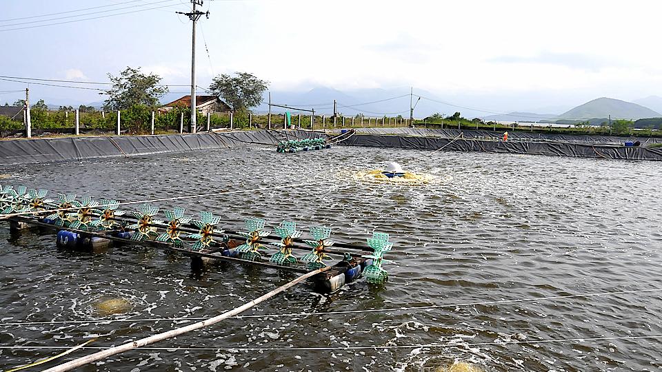 Một số tiến bộ kỹ thuật nuôi tôm nước lợ đạt hiệu quả cao