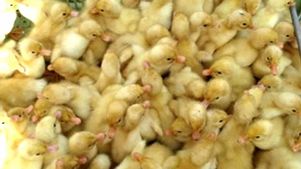 Kỹ thuật chăn nuôi vịt chuyên thịt thương phẩm