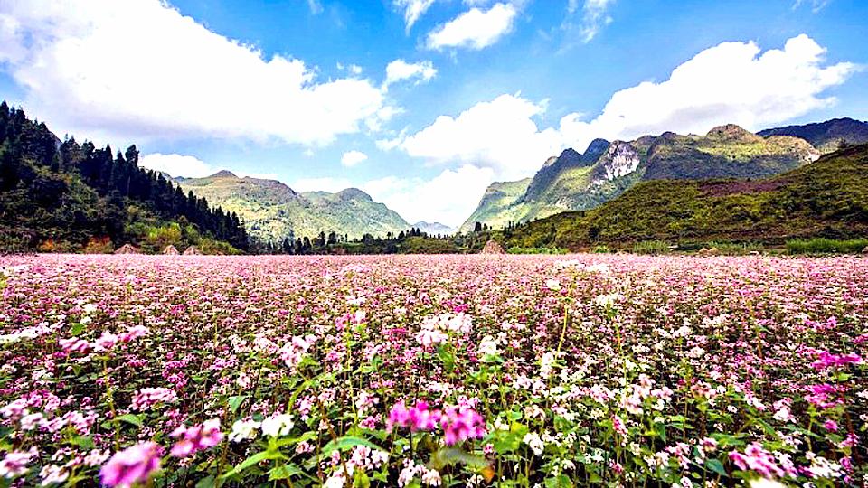 Lễ hội Hoa tam giác mạch năm 2021 tổ chức qua ứng dụng công nghệ số