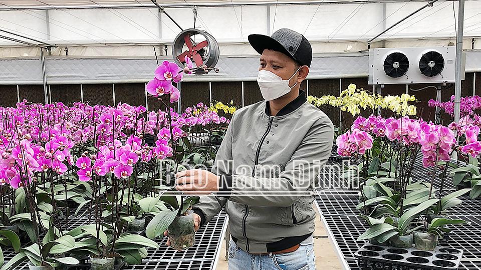 Thú chơi lan ngày Tết