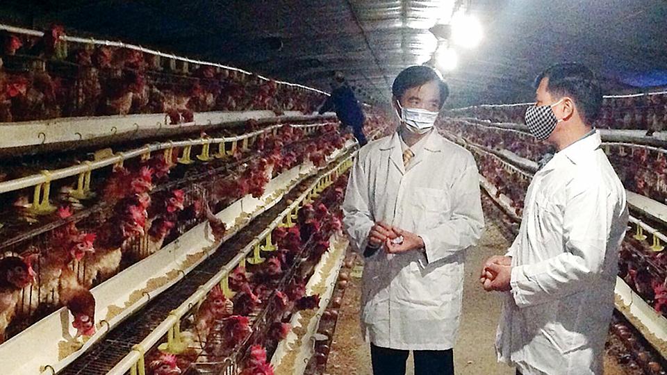 Cả nước có 3.705 cơ sở, vùng chăn nuôi an toàn dịch bệnh