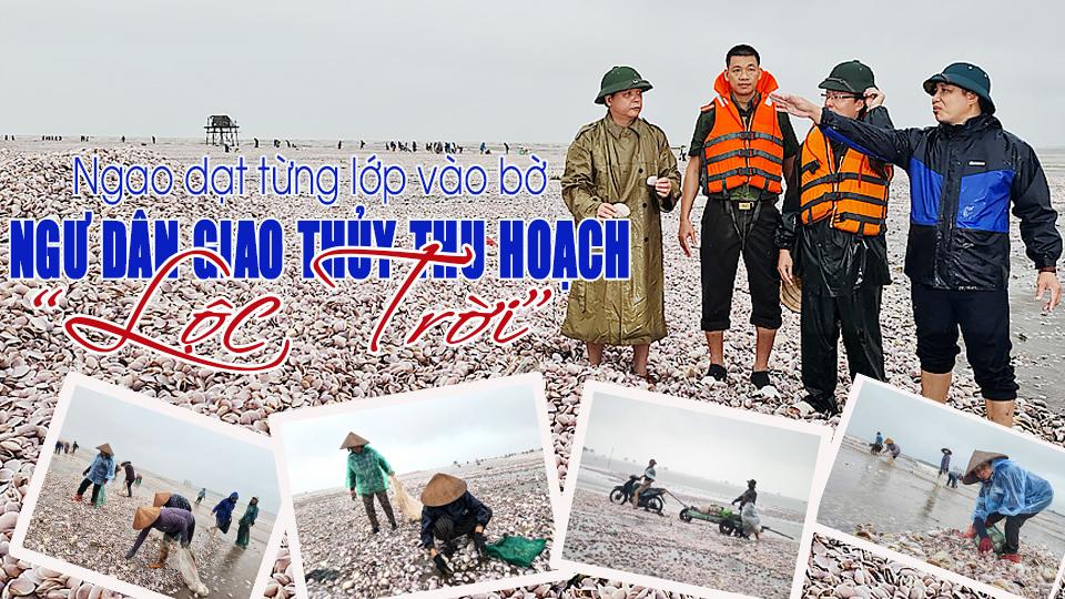 Ngao dạt từng lớp vào bờ biển, ngư dân Giao Thủy thu hoạch "lộc trời"