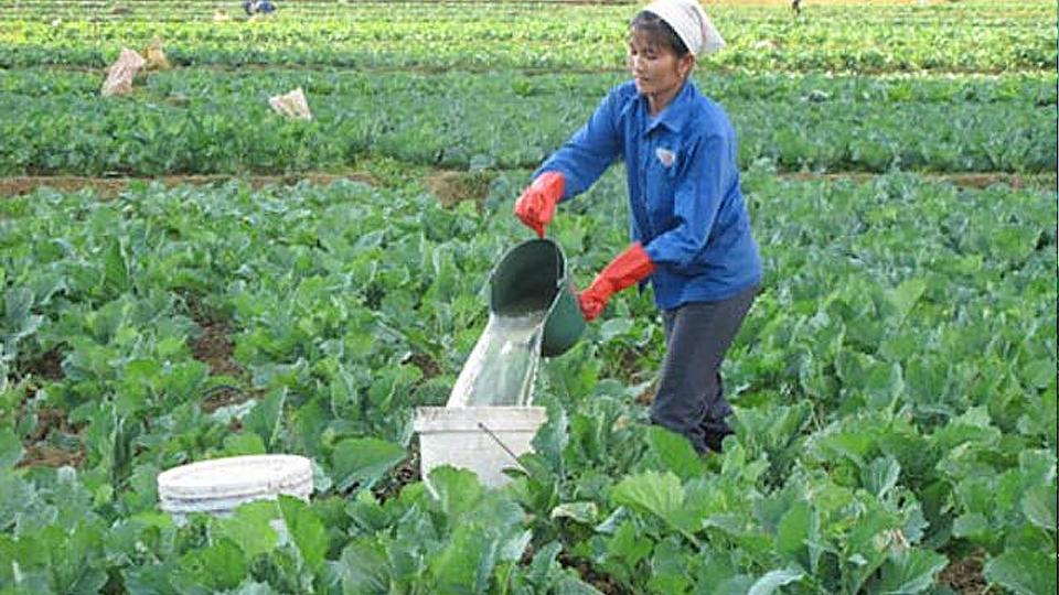 Một số lưu ý chăm sóc cây vụ đông